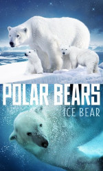 Polar Bears Ice Bear poster
