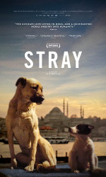 Stray (2020) poster